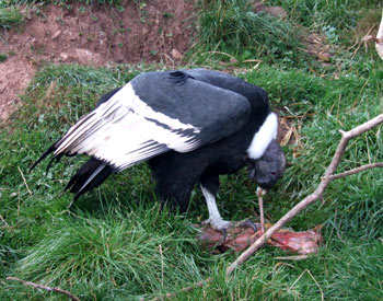 An Andean Condor Feeding