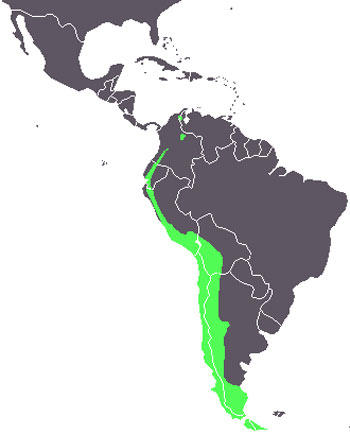 Andean Condor Range Map (South America)