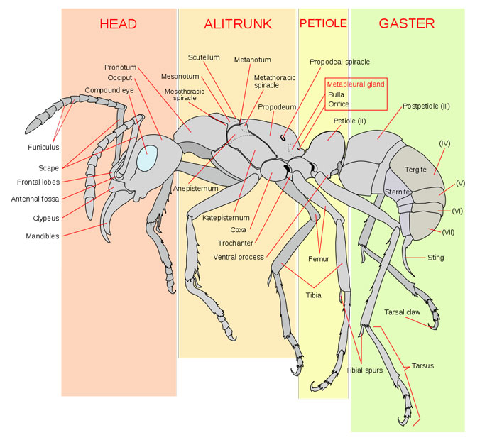 Anatomy of an Ant