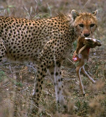 cheetah diet