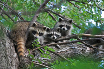 Common Raccoons