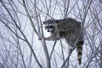 Common Raccoon