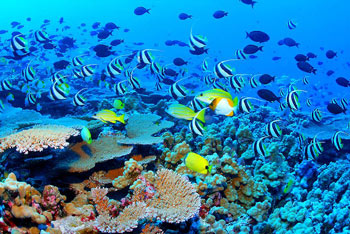 A coral reef near the Hawaiian islands is an example of a complex marine ecosystem.