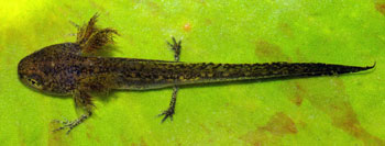 An Alpine Newt larva, showing the gills which flare just behind the head.