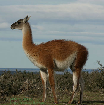 Guanaco
