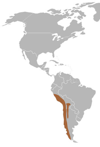 Guanaco Range Map (S America)