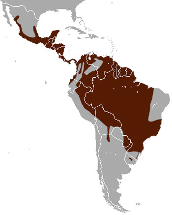 Margay Range Map (North, Central & South America)