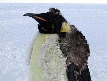An Emperor Penguin Moulting
