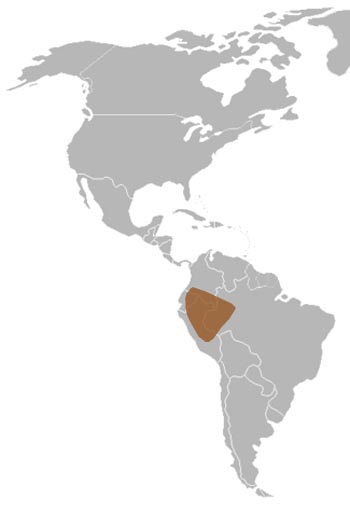 Pygmy Marmoset Range Map (South America)