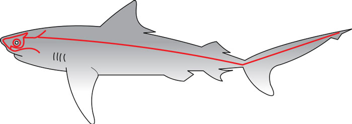 Lateral Line of a Shark