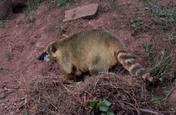 South American Coati