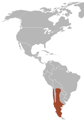 South American Grey Fox Range Map (South America)