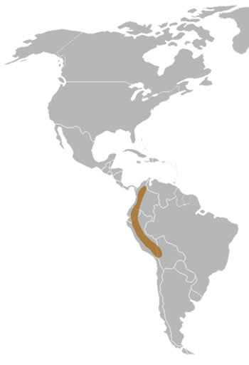 Spectacled Bear Range Map (South America)