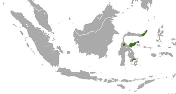 Sulawesi Palm Civet Range Map (Sulawesi, Indonesia)