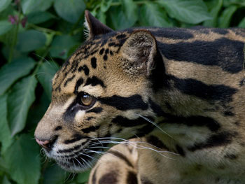 Sunda Clouded Leopard
