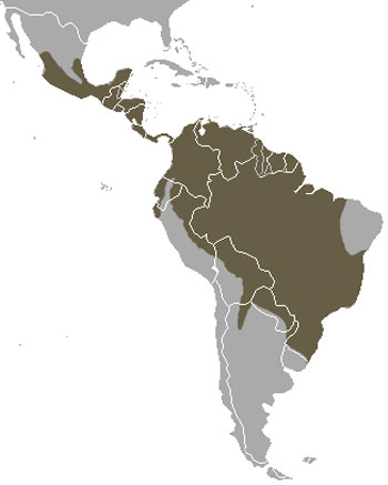 Tayra Range Map (Central & South America)