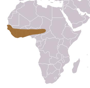 Thierry's Genet Range Map (Africa)