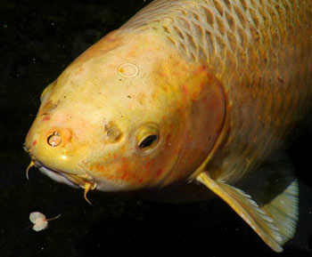 Barbels on a Koi Carp