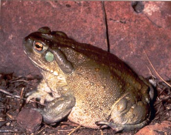 Colorado River Toad