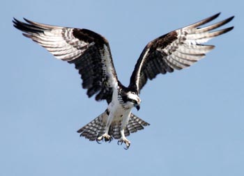 Osprey