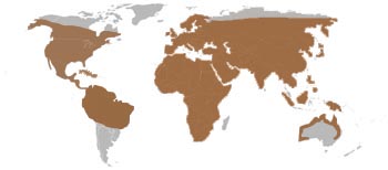 Osprey Range Map (Worldwide except Antarctica) 
